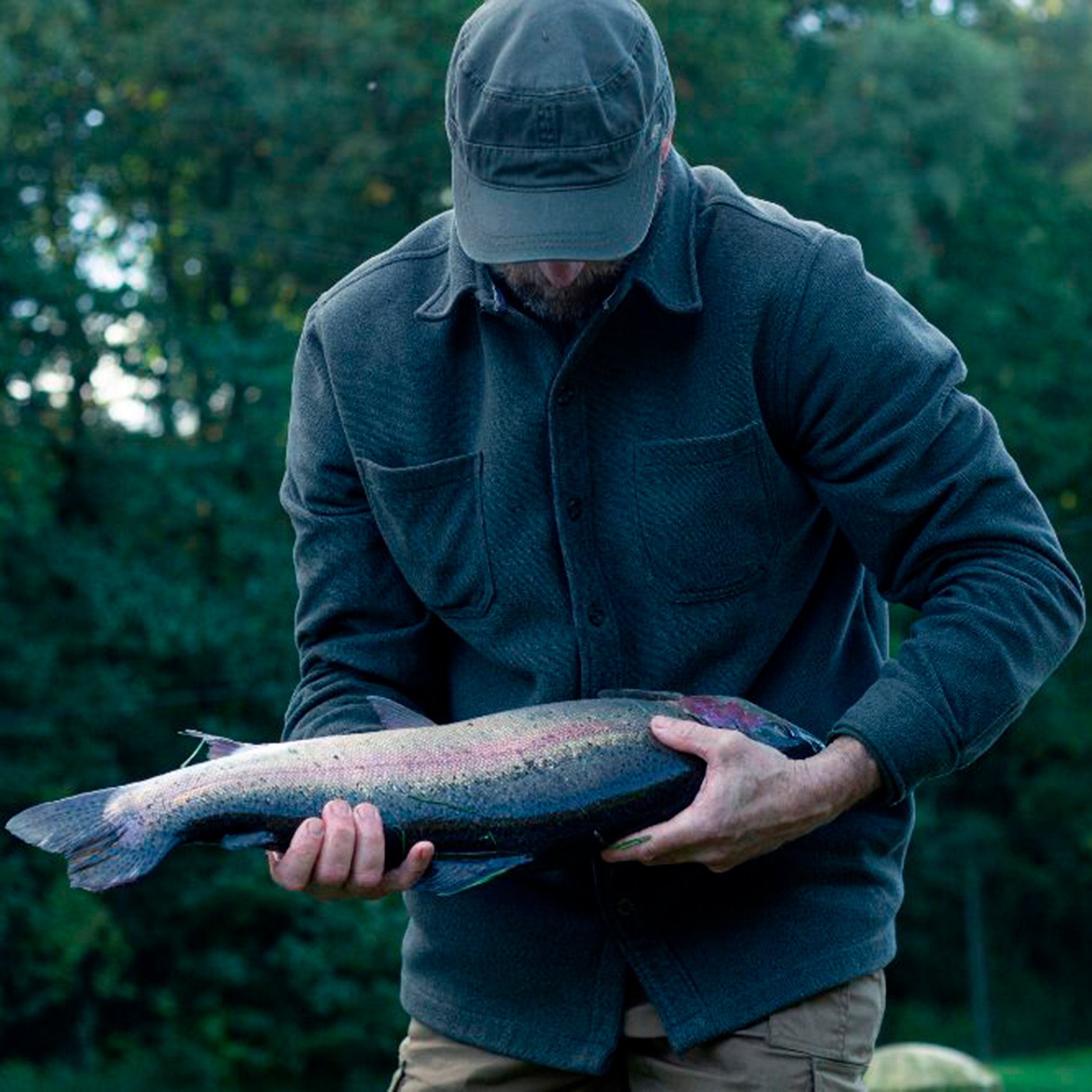 Frische Forelle im Ganzen
