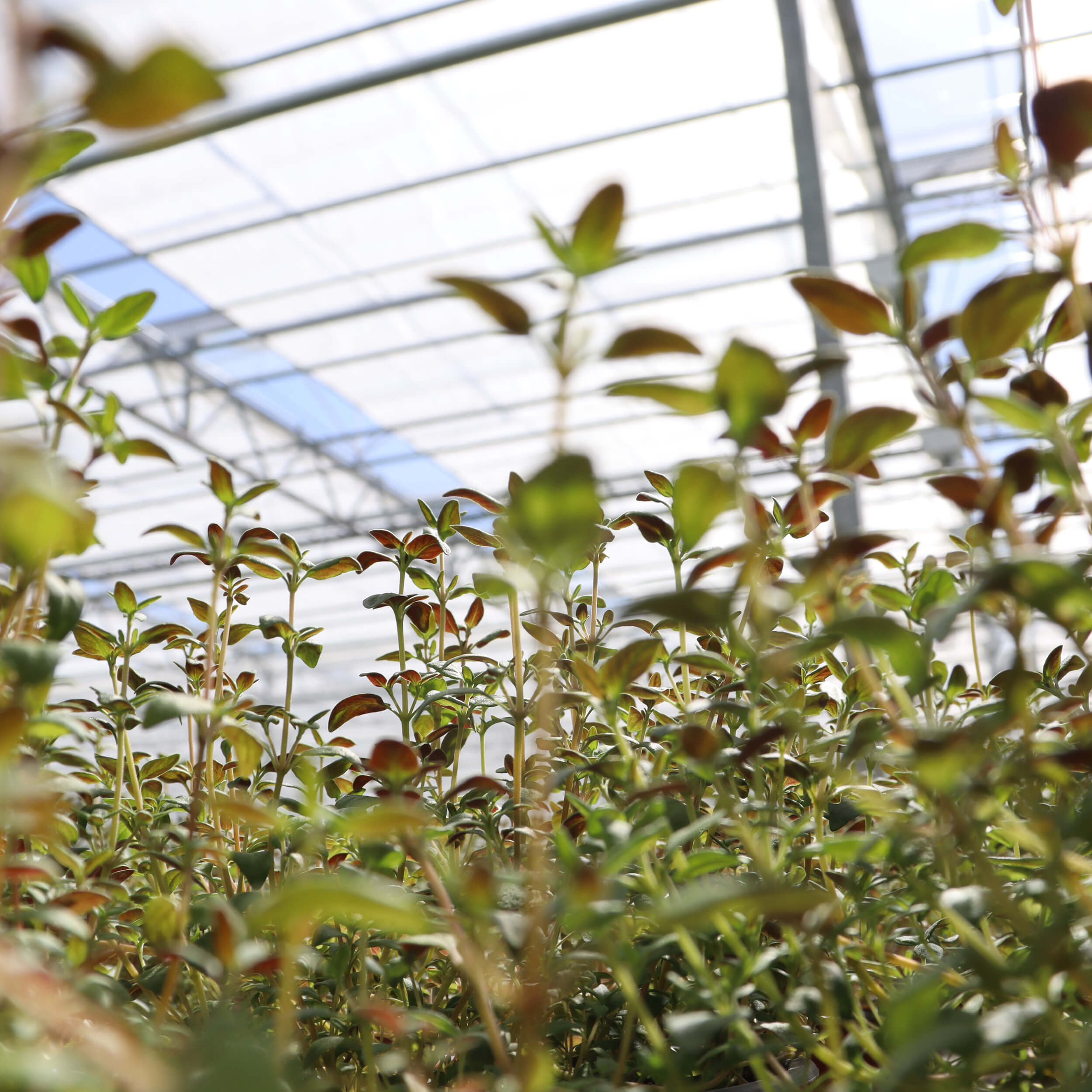 Auswahl an Frische Kräuter