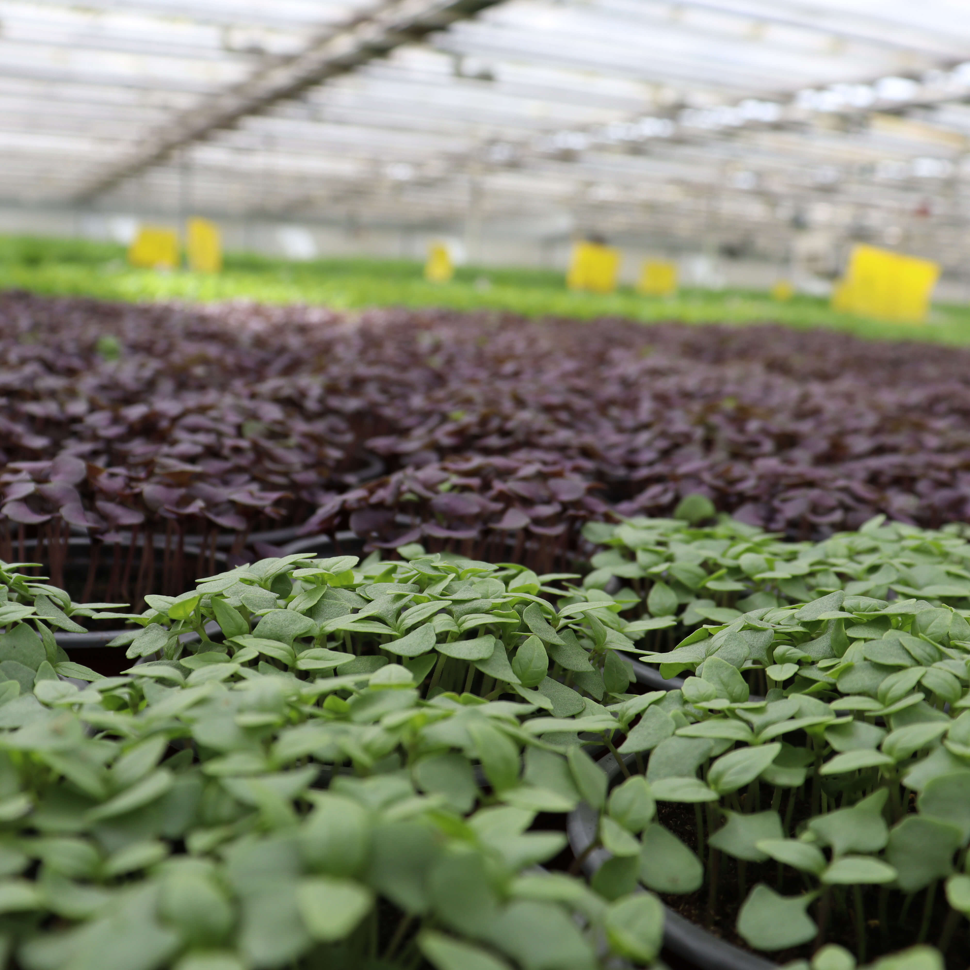 Mehr als 40 verschiedene Kraüter