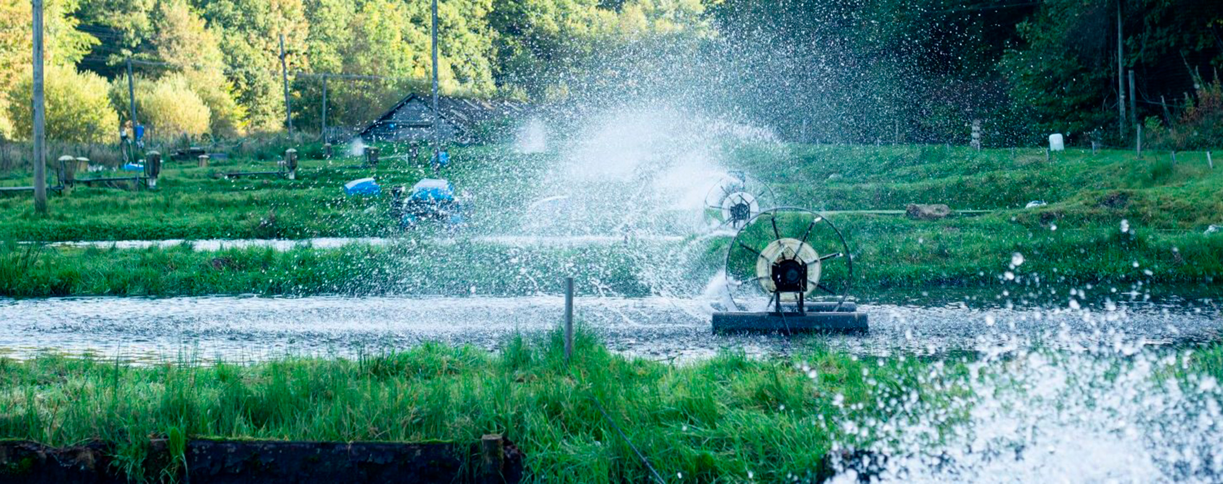 LOKAL PRODUZIERTE BIO-FORELLE